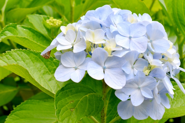 特別な日に最適！色別に見る紫陽花の花言葉