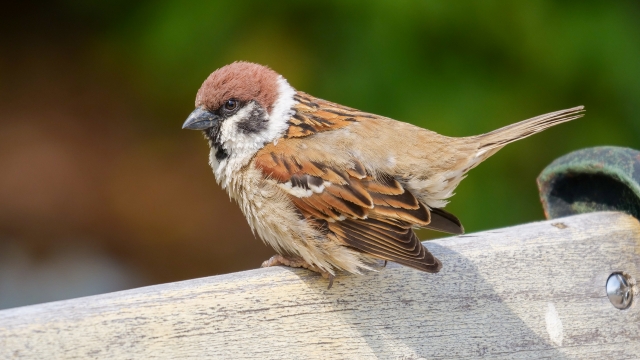 スズメより小さく白黒の鳥はいくつ？9つの種類を紹介します！