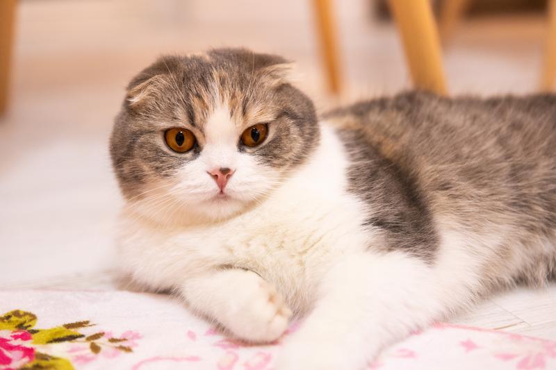 猫のイタズラ防止法：100均グッズでできる対策