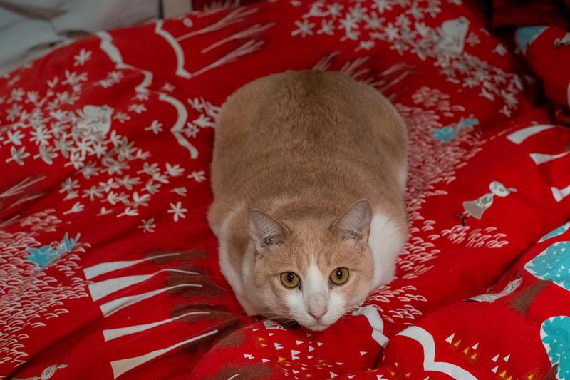 猫のイタズラ防止法！100均グッズで簡単にできる方法とは？