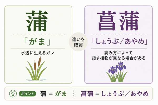 「蒲」はがま、「菖蒲」はしょうぶ・あやめと読む違いの図解