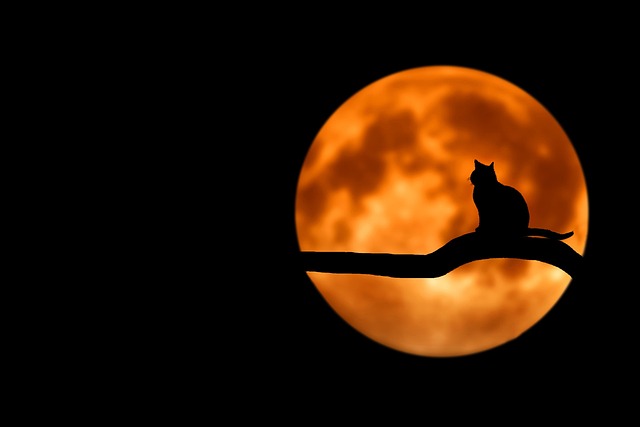 家族が恋しくなる夜、ひとりで寂しいときにできる7つのこと