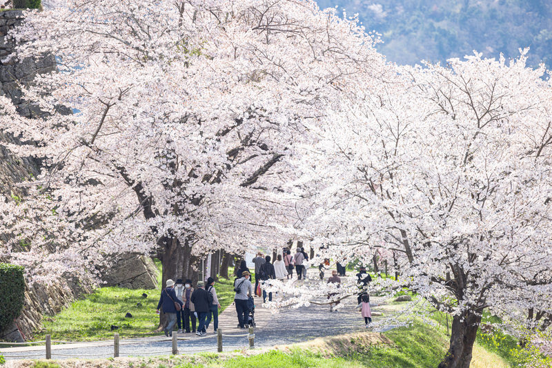 2026年 豊橋・豊川・新城【桜・春まつり】徹底ガイド｜開催日・見頃・イベント・キッチンカー情報まで！