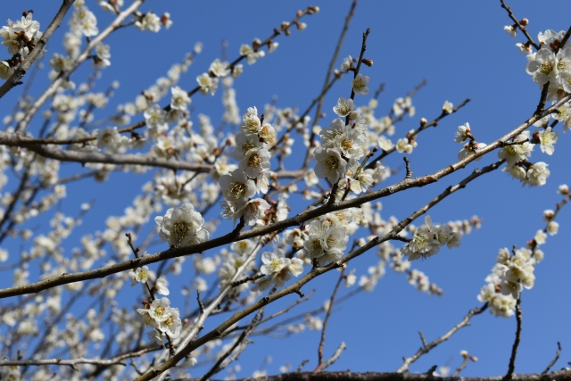 2026年の梅の開花状況