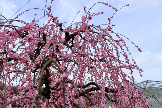 梅まつりのメインスポット