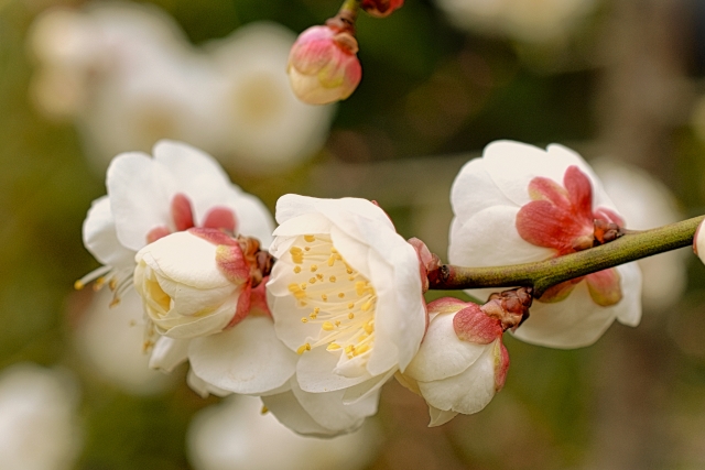 梅の美しさを撮影するコツ